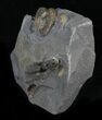 Promicroceras Ammonite Fossils - England #30736-2